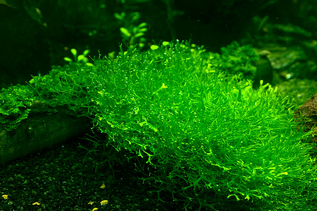 CRW_5470.jpg
