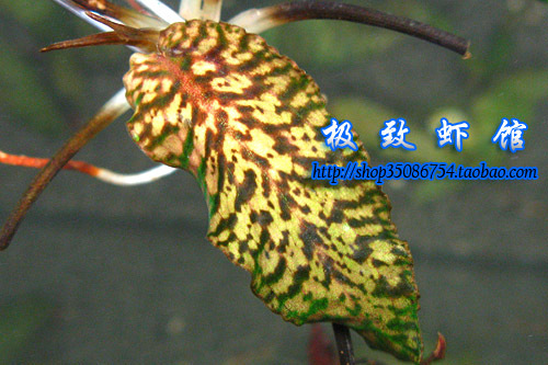  striolata Saratok.jpg