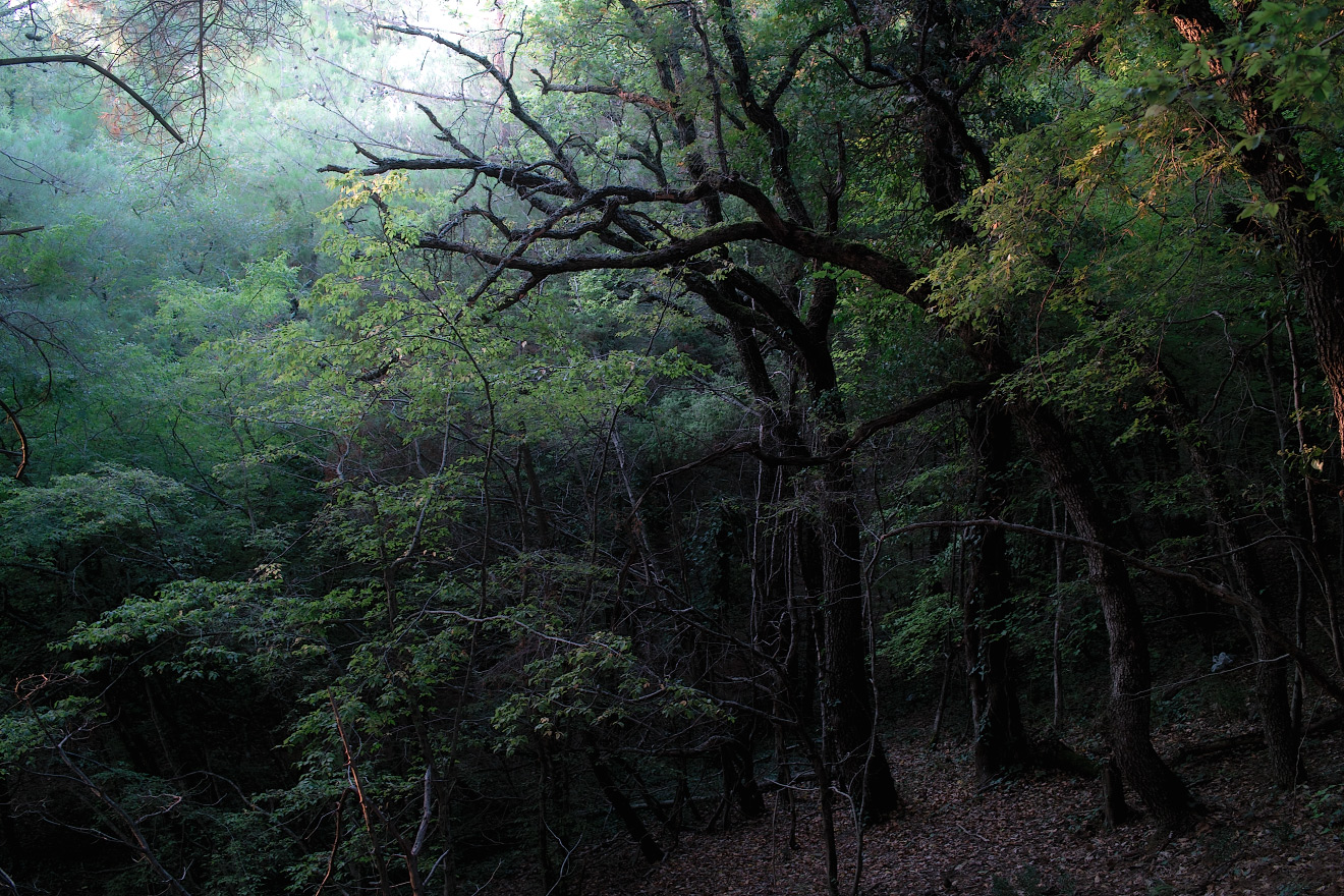 SDIM0465.jpg