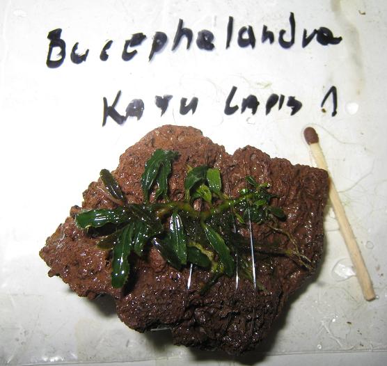 Bucephalandra sp. Kayu Lapis-1.jpg