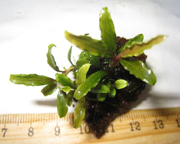 Bucephalandra sp. Sekadau 1.jpg