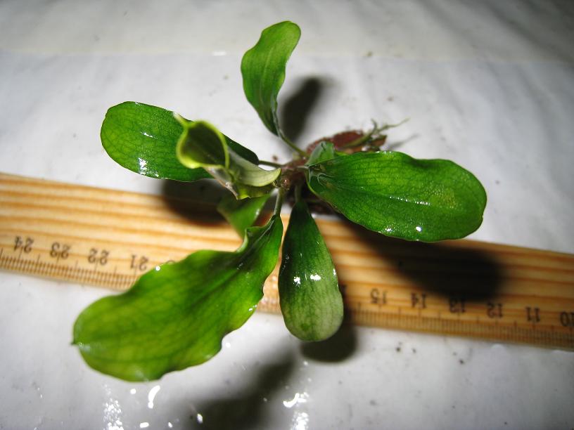 Bucephalandra sp. Narrow Leaf Sintang, West Kalimantan.jpg