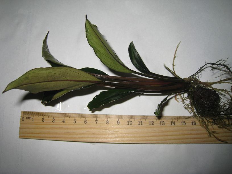 Bucephalandra cf. motleyana Padawan.jpg