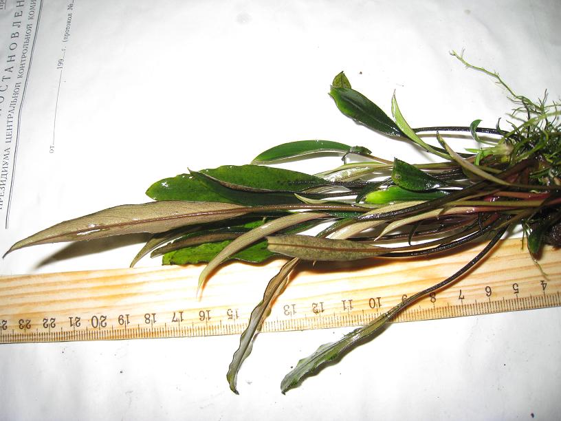 Bucephalandra sp. Padawan.jpg