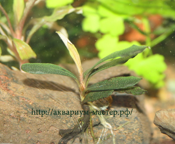 Bucephalandra sp. SAYAN-1 копия.jpg