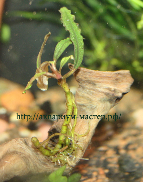 Bucephalandra sp. 'NANGA PINOH' копия.jpg