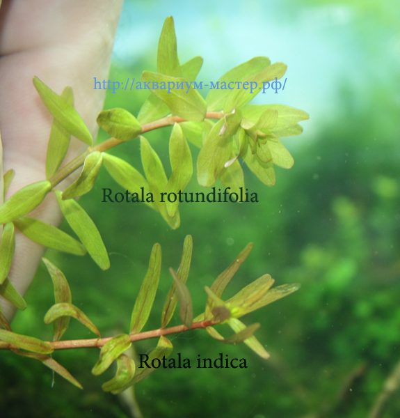 Rotala rotundifolia и Rotala indica..jpg