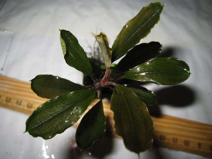 Bucephalandra sp. Round Leaf Sintang, Kalimantan.jpg