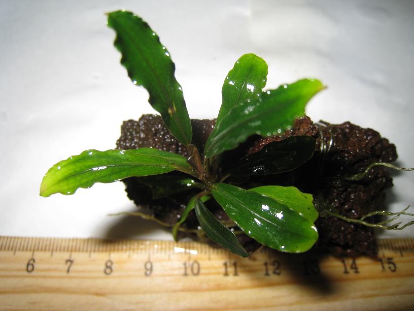 Bucephalandra sp. BK2.jpg