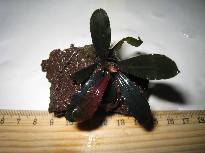 Bucephalandra sp. S-Black.jpg