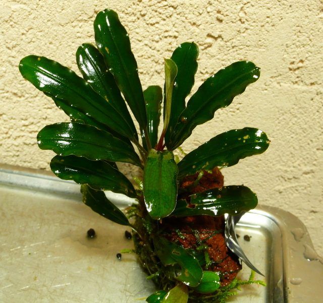 P1040380-1.JPG