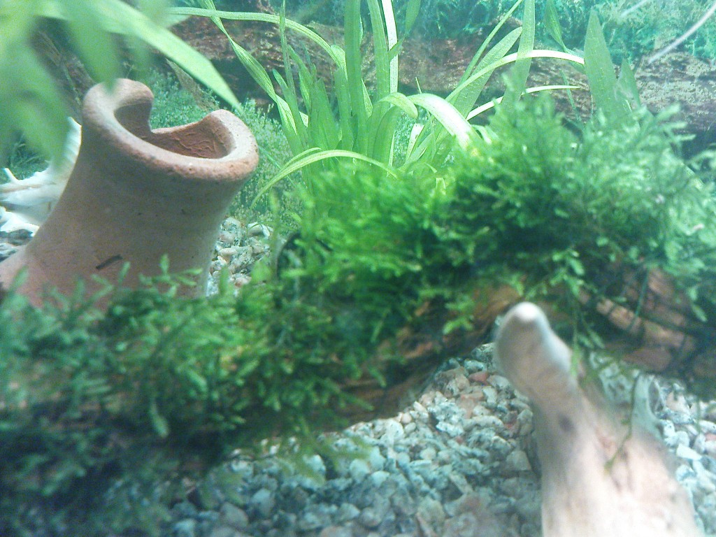 DSC0.jpg