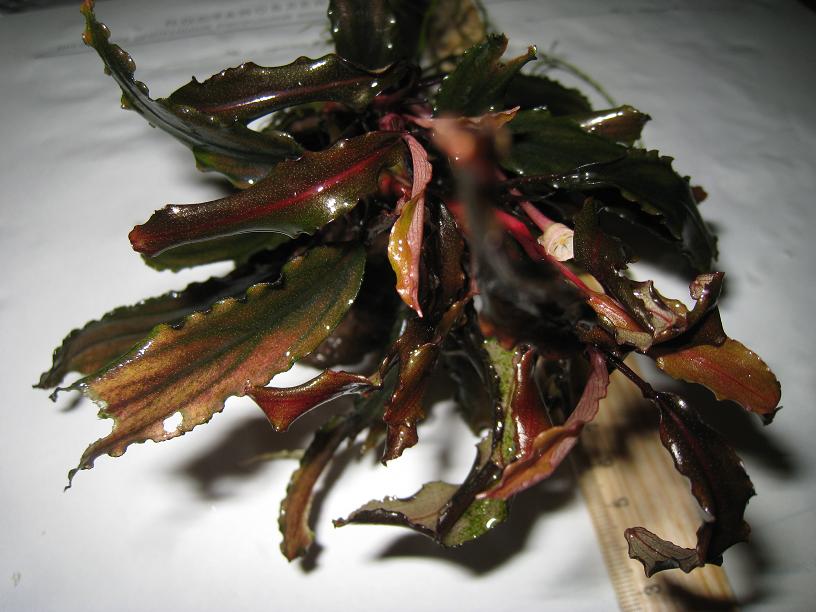 Bucephalandra sp. Sintang, West Kalimantan.jpg