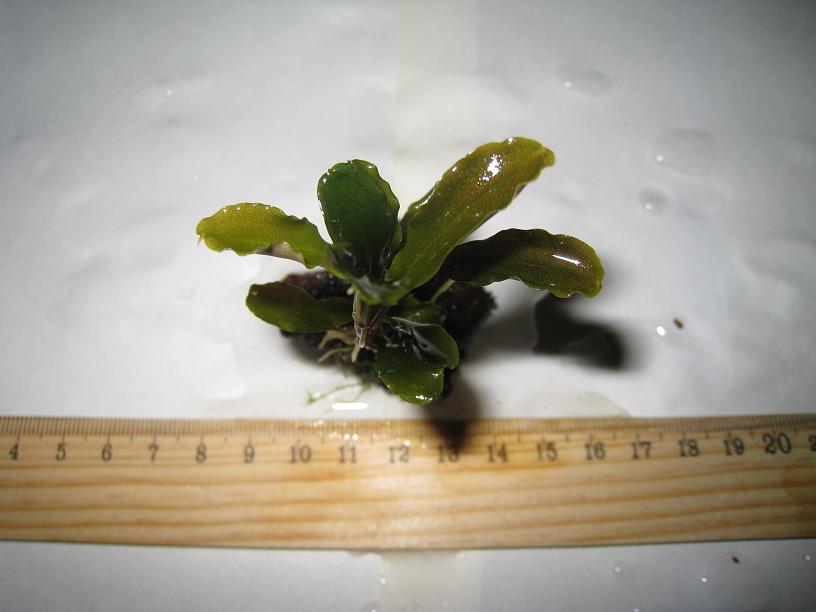 Bucephalandra sp. YG, Kalimantan.jpg