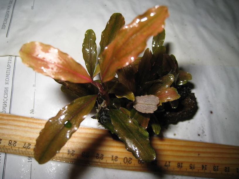 Bucephalandra sp. SP, West Kalimantan.jpg