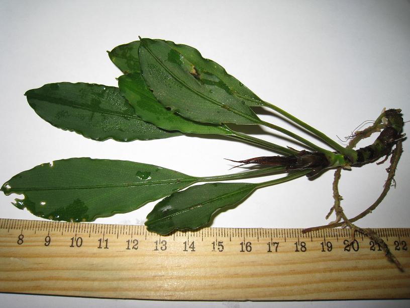 Bucep Smooth green from Mulu.jpg