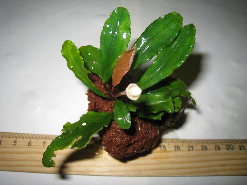 Bucephalandra sp. FEG.jpg
