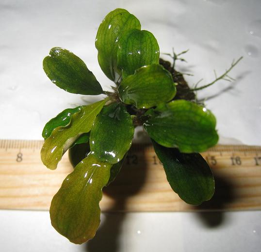 Bucephalandra sp. Sintang 2006, West Kalimantan.jpg
