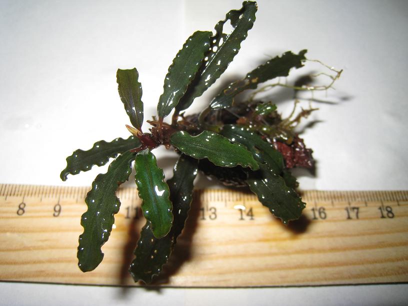 Bucephalandra sp. MWRG.jpg