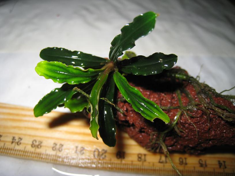 Bucephalandra sp. MVDS.jpg
