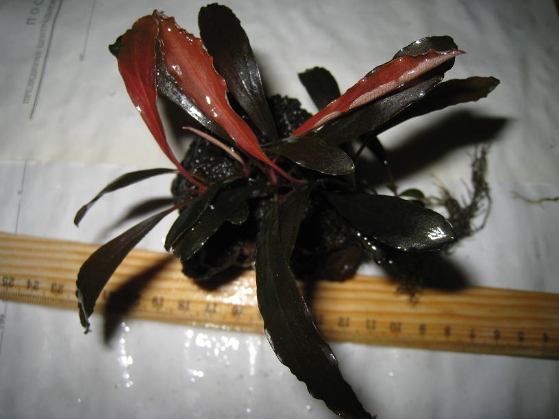 Bucephalandra sp. ЕМ, West Kalimantan.jpg