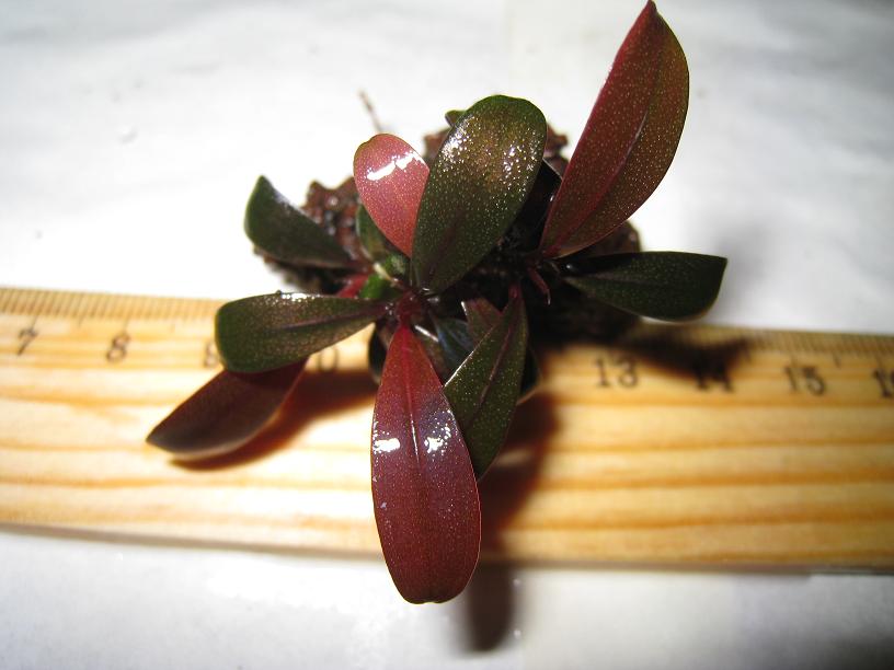 Bucephalandra sp. CS, Kalimantan.jpg