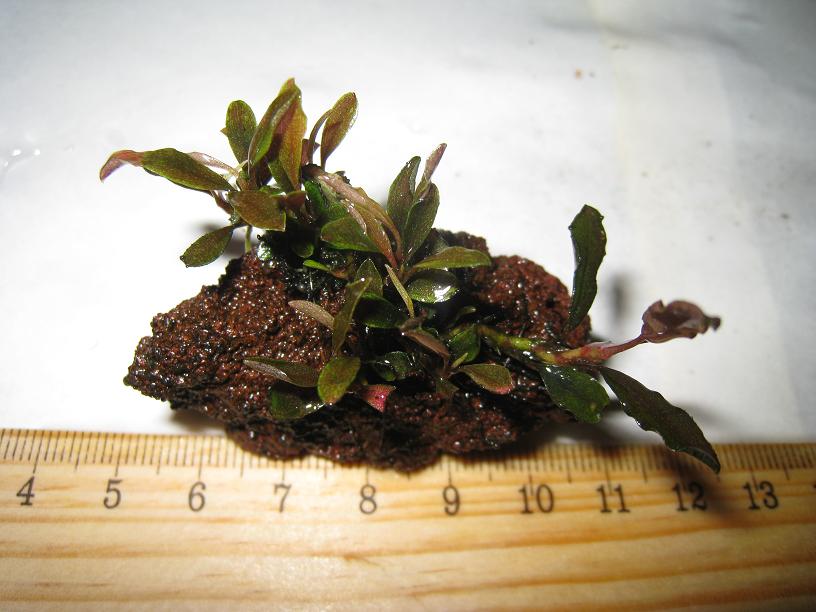 Bucephalandra sp. CBES, West Kalimantan.jpg