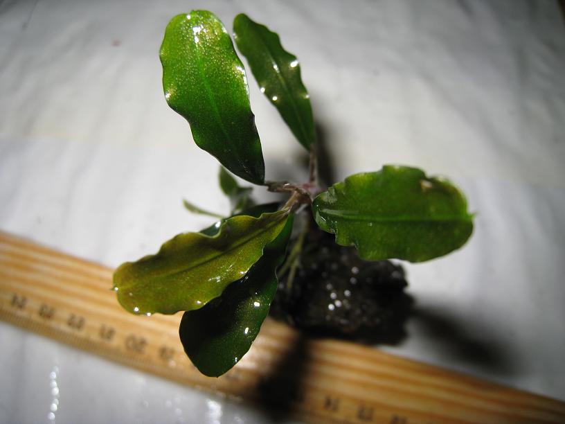 Bucephalandra sp. BKU DG, Kalimantan.jpg