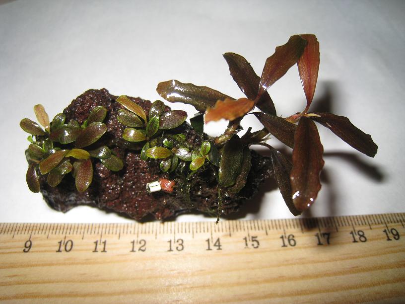Bucephalandra sp. BC, West Kalimantan.jpg