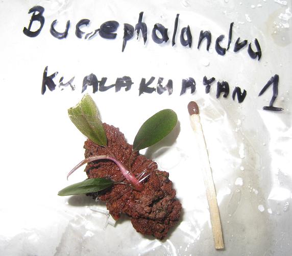 Bucephalandra sp. Kualakuayan-1.jpg