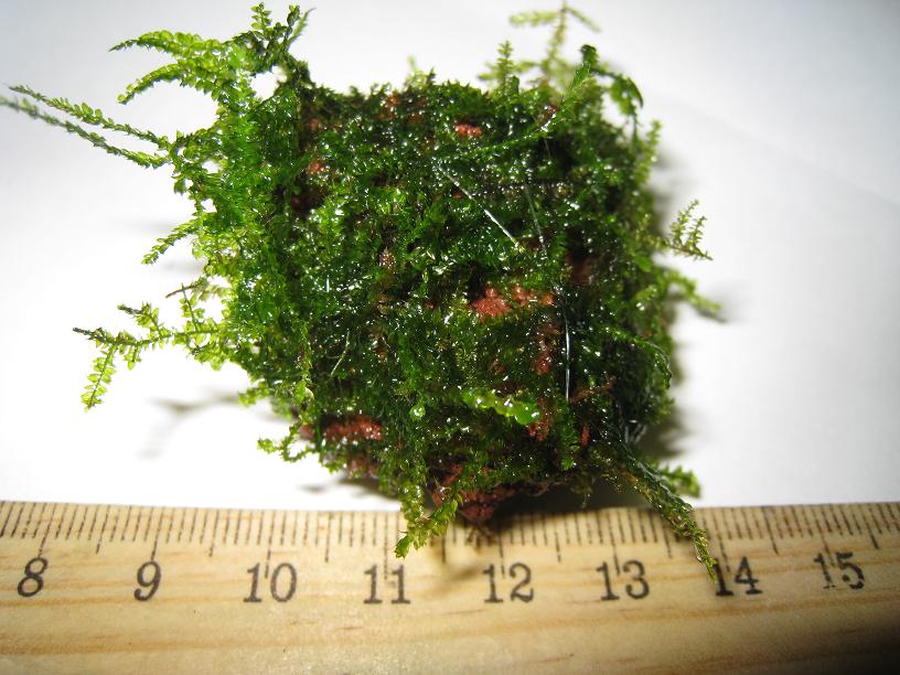 T377  - Madagascar Moss.jpg
