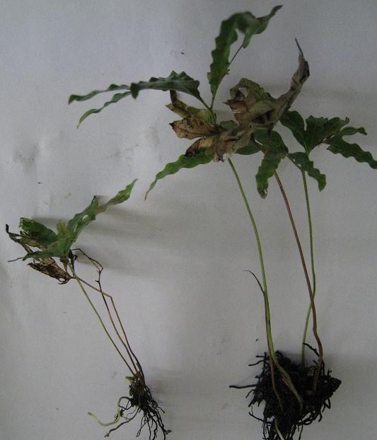 Fern sp. Simunjan.jpg