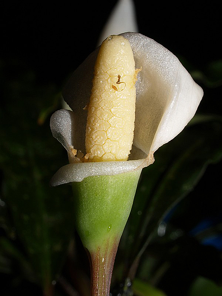 Bucephalandra motleyana Schott, соцветия на ранней мужской цветения.jpg