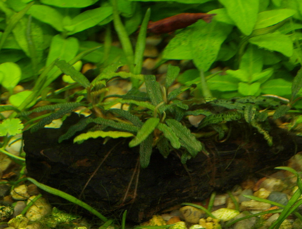 P1181201.jpg