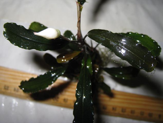 Bucephalandra sp. West Kalimantan.jpg