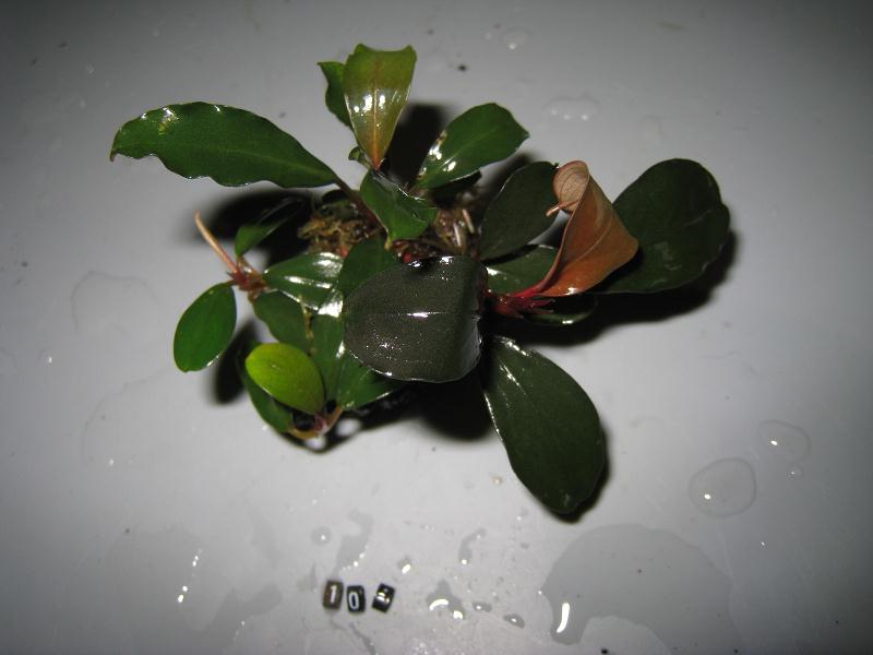 Bucephalandra sp. Theia -1.jpg