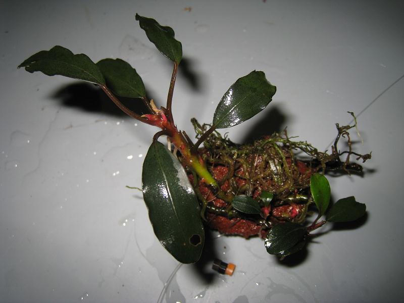 Bucephalandra sp. Theia -5.jpg