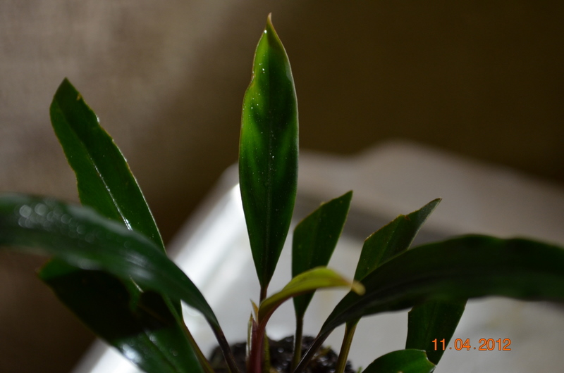 DSC_0074.jpg