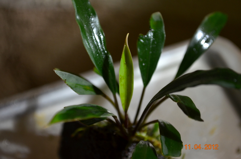 DSC_0076.jpg