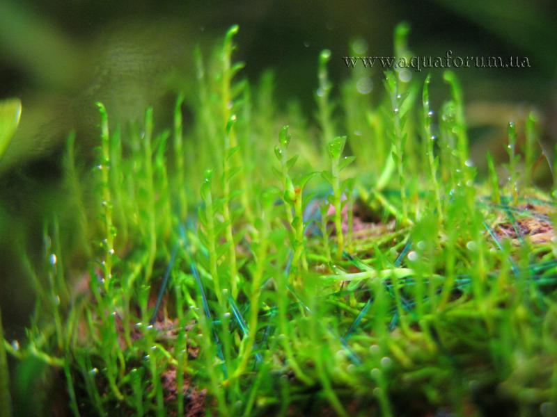 Fissidens Zippelianus.jpg