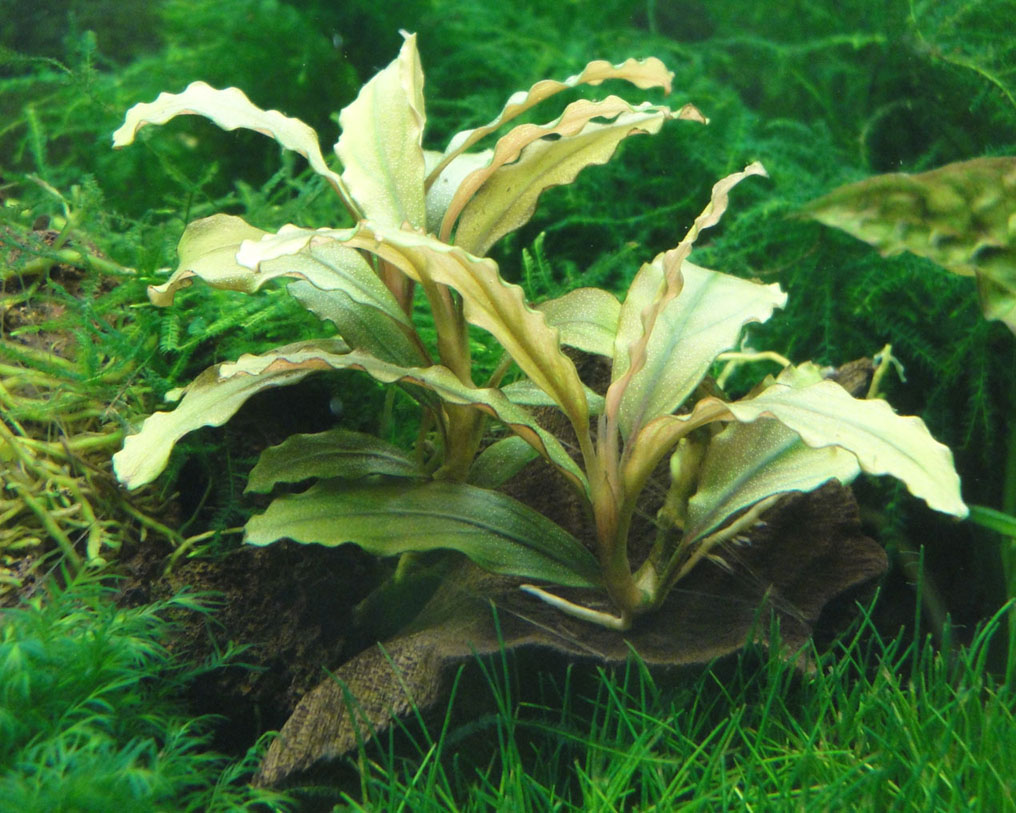 Bucephalandra sp. «Silver Powder», West Kalimantan (SP)_m3-+.jpg