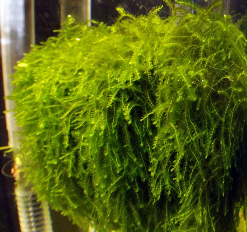 moss sp. Thailand.JPG