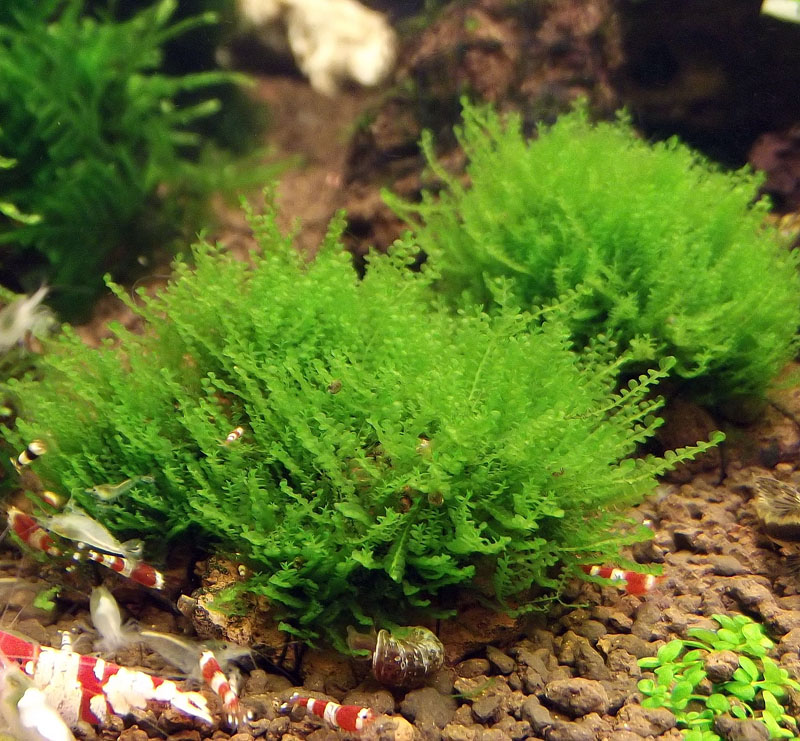 moss sp 610 2.JPG