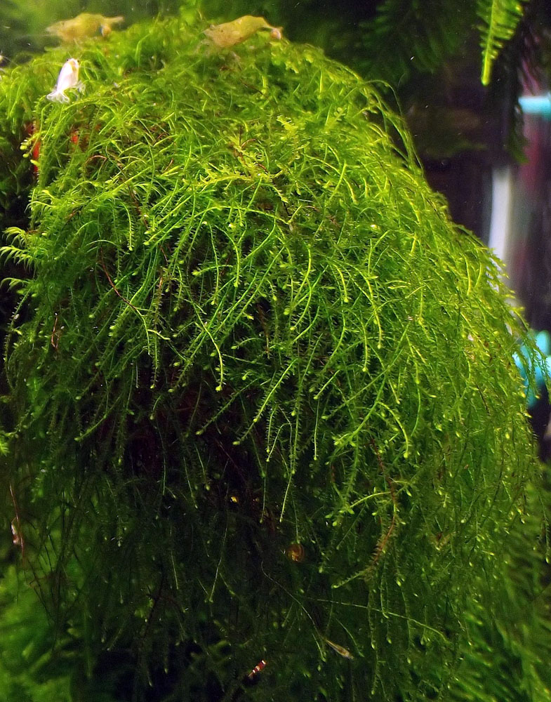 moss sp THAMARASSERY.jpg