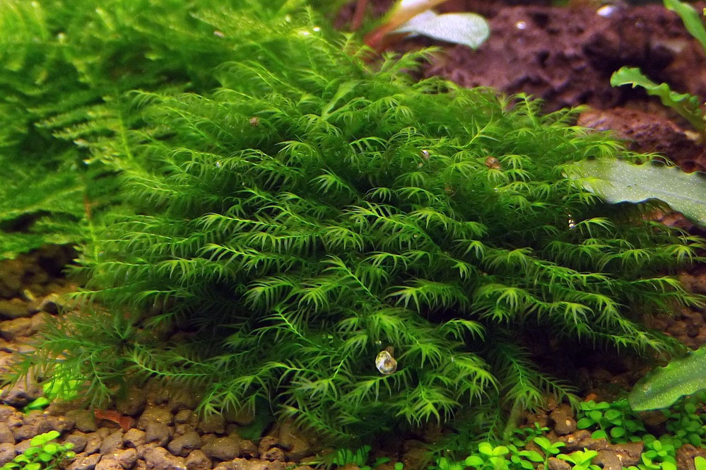 Phoenix moss.jpg