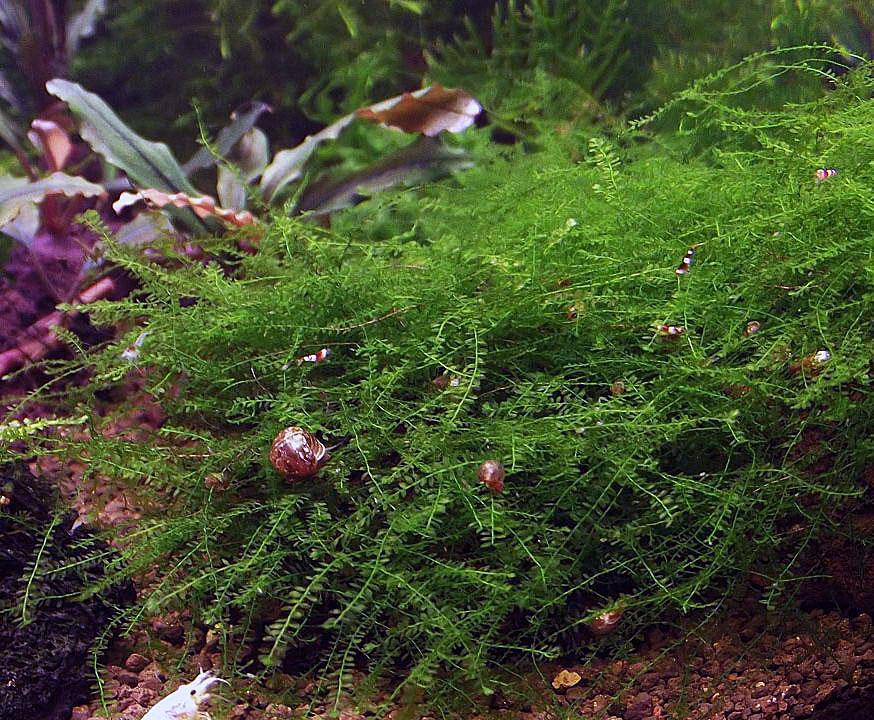 Amblystegiaceae sp Manaus.jpg