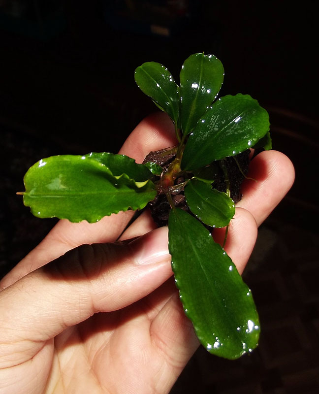 Bucephalandra sp. Narrow Leaf Sintang 2.JPG