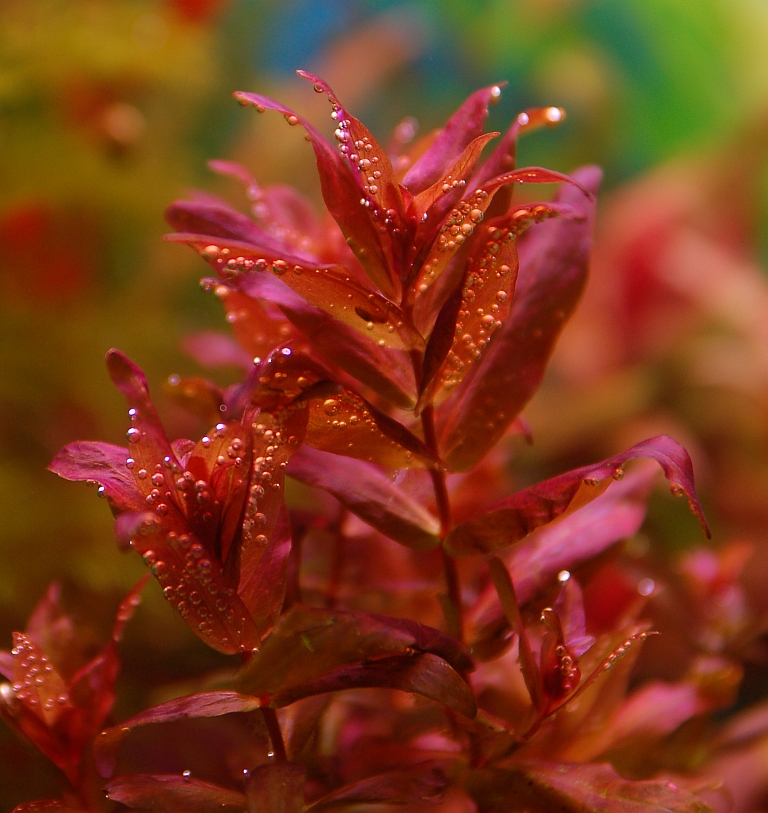 rotala macranda 1 .jpg