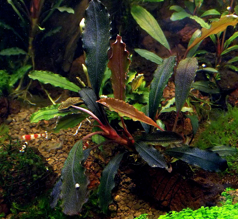 Bucephalandra sp. Brownie Ghost 5.JPG