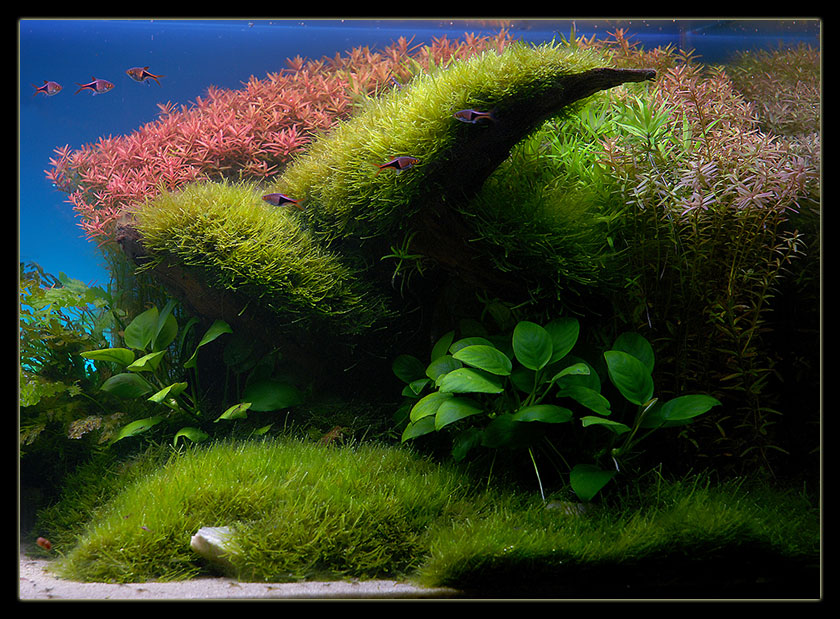 Svetlichni-S3.jpg